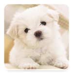 Dog Wallpaper HD, GIF icon
