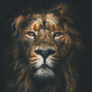 Lion Wallpaper HD, GIF APK