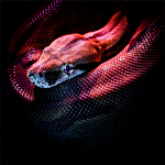 Snake Wallpaper HD icon