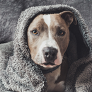 Pitbull Wallpaper HD, GIF APK