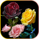 باقات ورود و زهور رائعة APK