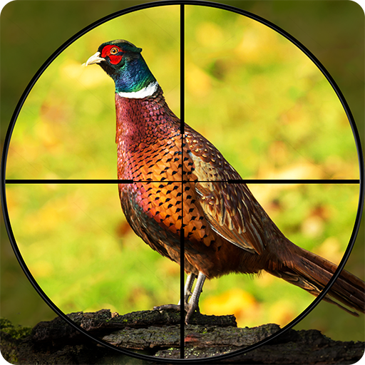 Pheasant Shooter Birds Hunting