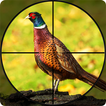 Faisan Tireur Oiseaux Chasse