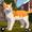 Cat Simulator : Pet Cat Game APK