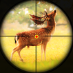 Cerf Chasse Aventure Jeux