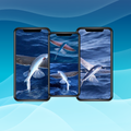 HD Flying Fish Wallpaper 4K