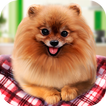 Furry Cutie: Simulateur de vie