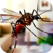 Insectes Volants Mosquito Home