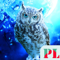 Owl Wallpaper OFFLINE