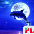 Dolphin Wallpapers