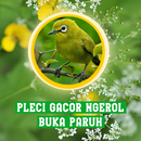 Pleci Gacor Ngeroll Buka Paruh APK