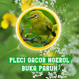 Pleci Gacor Ngeroll Buka Paruh biểu tượng