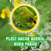 Pleci Gacor Ngeroll Buka Paruh