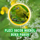 Pleci Gacor Ngeroll Buka Paruh biểu tượng