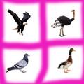 Guess Birds Name