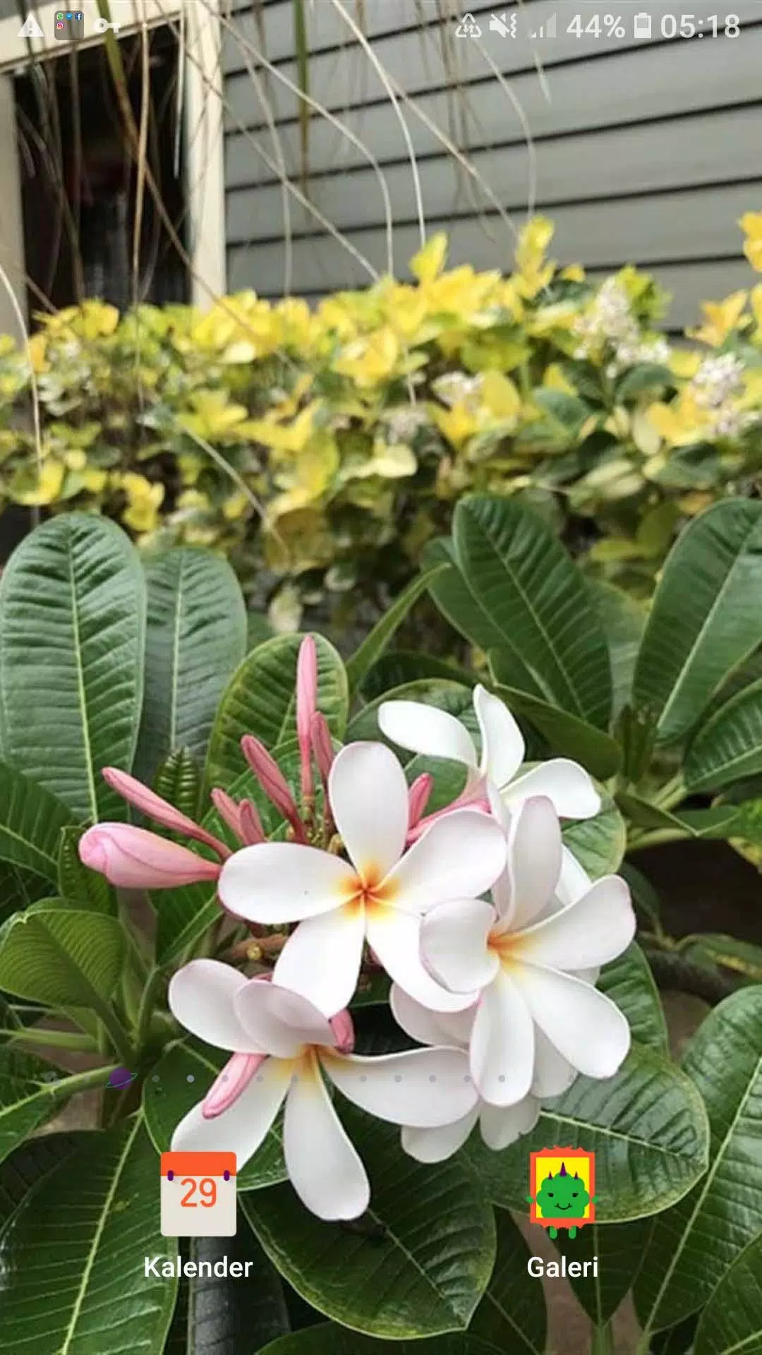 Plumeria Flower Wallpaper APK for Android Download Plumeria Flower Wallpaper APK for Android Download