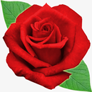 Flower Crush Match 3 APK