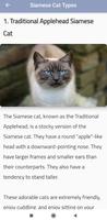 Siamese Cat Types Affiche