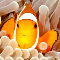 Pretty Clown Fish