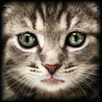 The Cat and the Mouse APK
