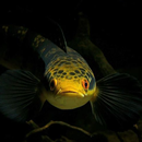 Channa Fish Wallpaper APK