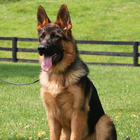 German Shepherd Wallpaper иконка