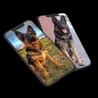 German Shepherd Wallpaper постер