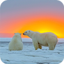 Polar Bear HD Wallpaper APK