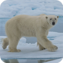 New Polar Bear Wallpaper APK