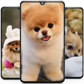 Pomeranian Dog Wallpaper HD