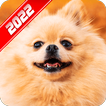 Pomeranian Wallpaper