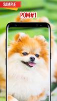 Pomeranian Wallpaper poster