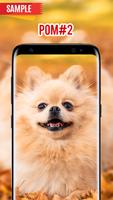 Pomeranian Wallpaper screenshot 1
