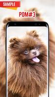 Pomeranian Wallpaper screenshot 2