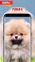 Pomeranian Wallpaper screenshot 3