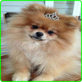 Pomeranian Wallpaper