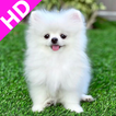 Pomeranian Dog Wallpapers 4k