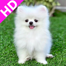 Pomeranian Dog Wallpapers 4k aplikacja