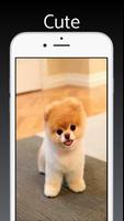 Poster Pomeranian Dog Wallpapers 4k