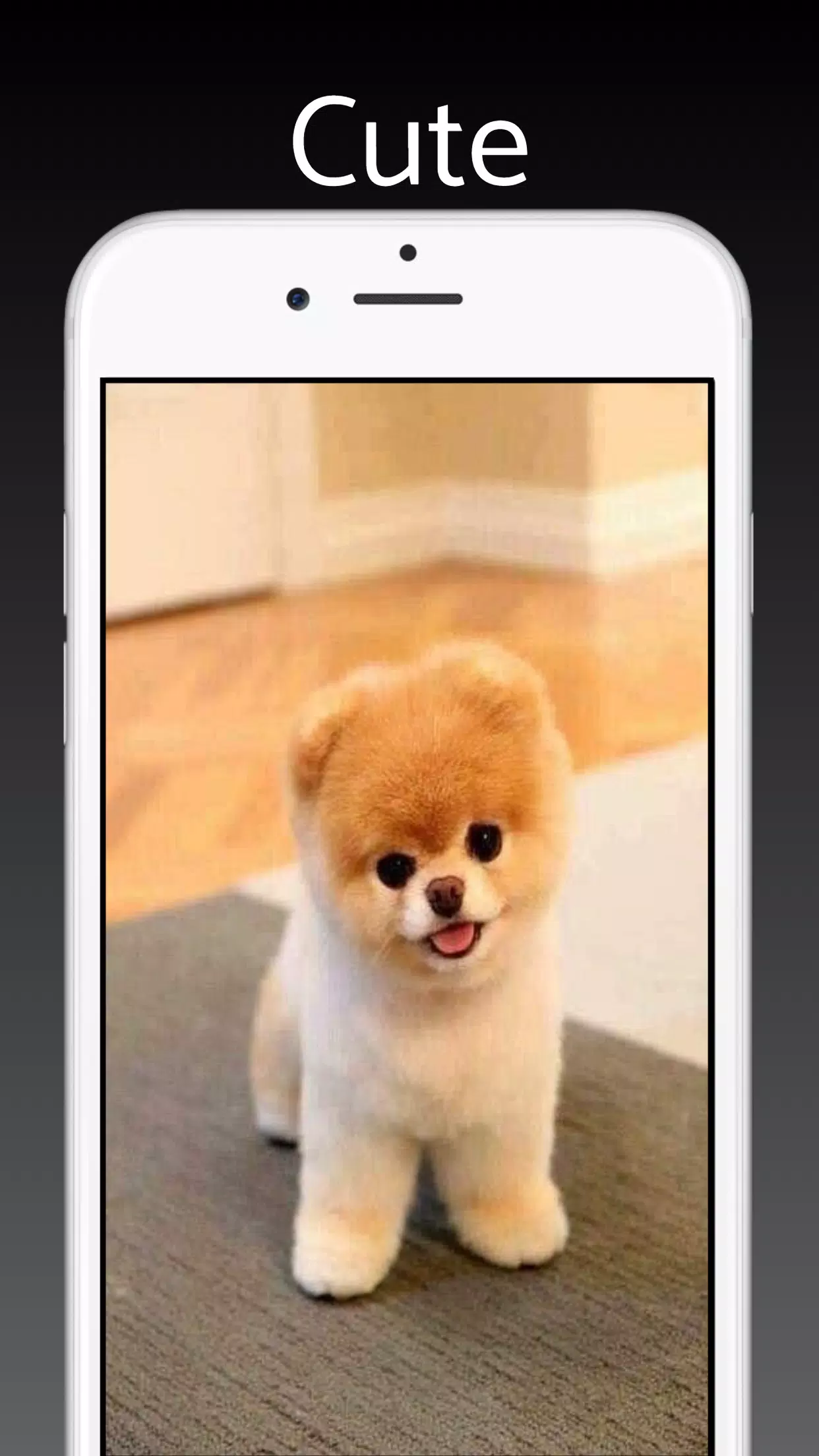 Tải xuống APK Dog Pomeranian Wallpaper HD cho Android