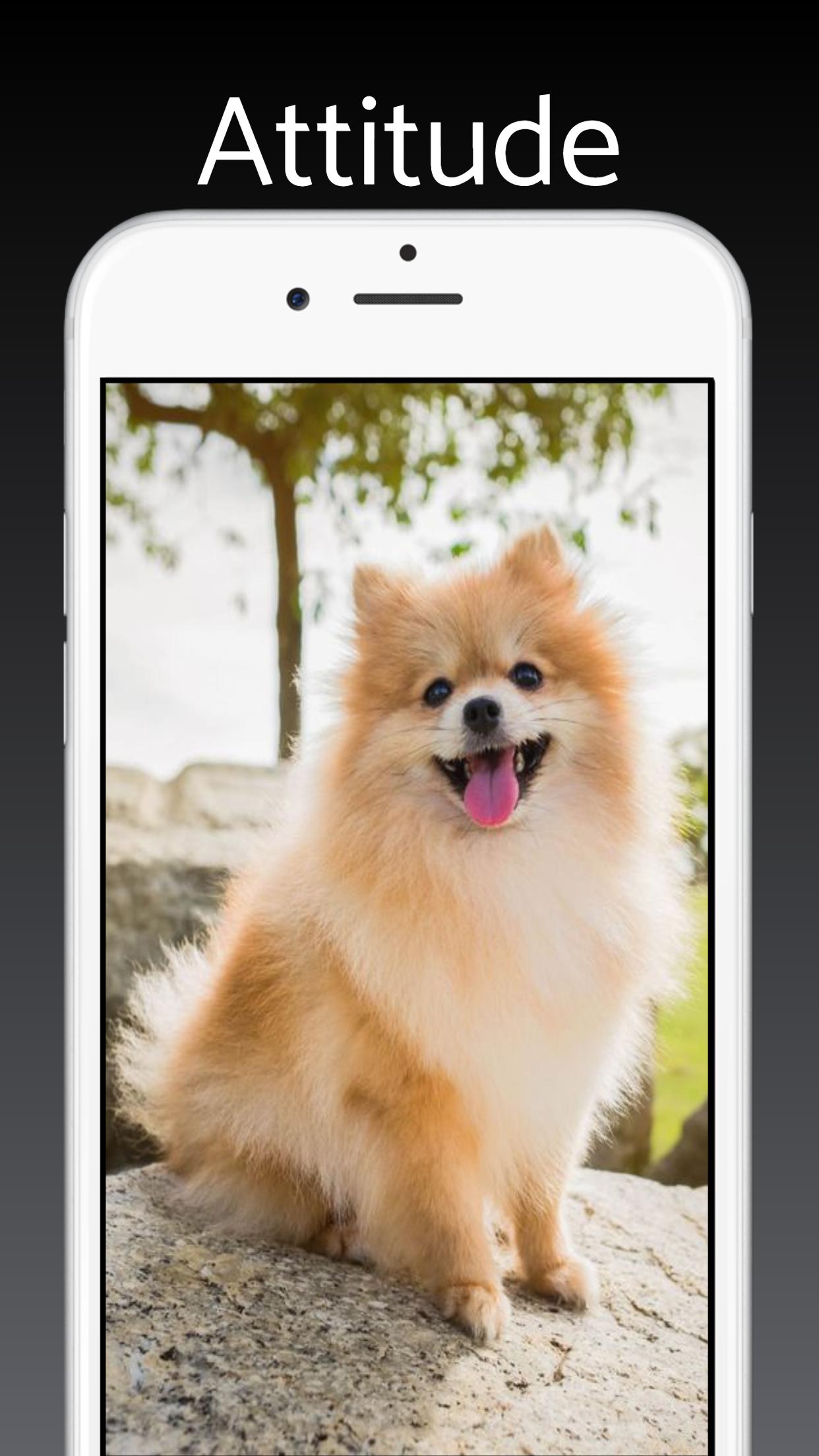 Pomeranian Dog Wallpaper HD APK for Android Download