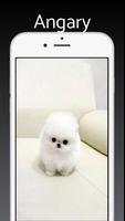 Pomeranian Dog Wallpapers 4k imagem de tela 3