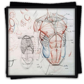 Drawing Tutorial Human Body For Android Apk Download