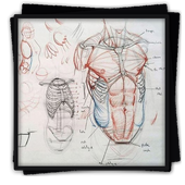 Drawing Tutorial Human Body For Android Apk Download