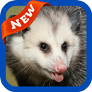 Possum Wallpaper APK