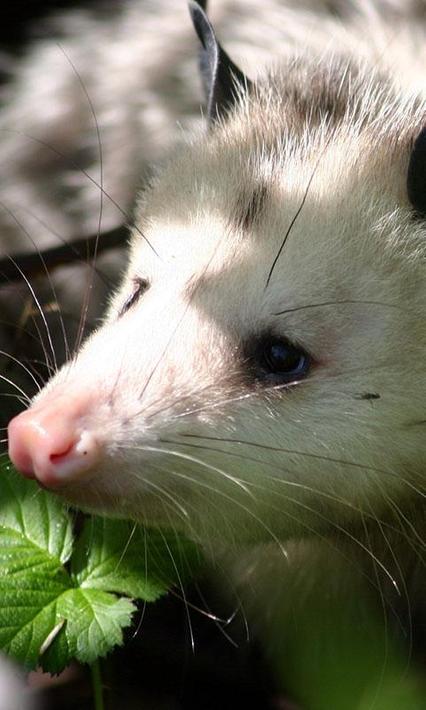 Possum Wallpaper for Android - APK Download
