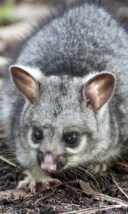 Possum Wallpaper for Android - APK Download
