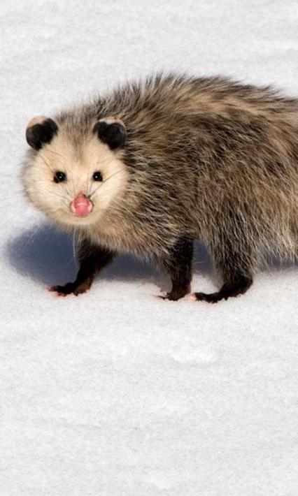 Possum Wallpaper for Android - APK Download
