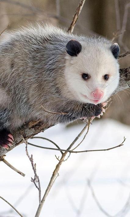 Possum Wallpaper for Android - APK Download