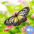 Butterfly Sounds and Wallpaper APK